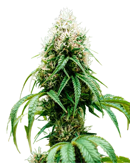 Orange Crush Cannabis Seeds