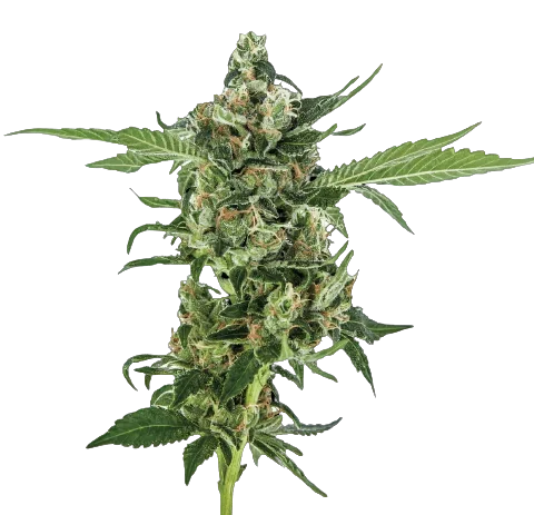 Oregon Diesel Cannabis Seeds