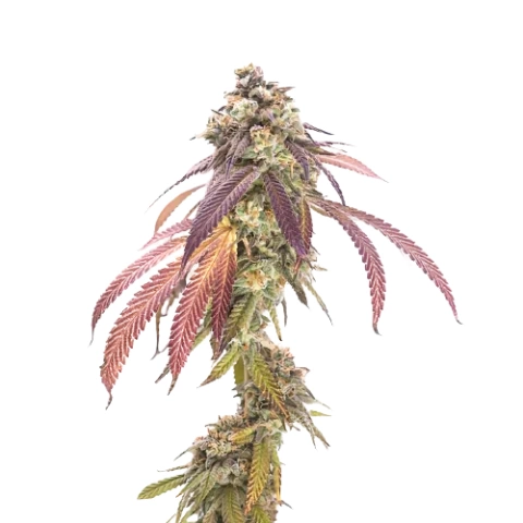 P-51 cannabis seeds