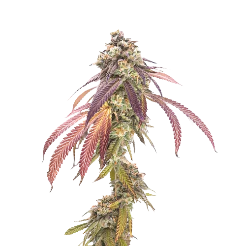 P-51 cannabis seeds
