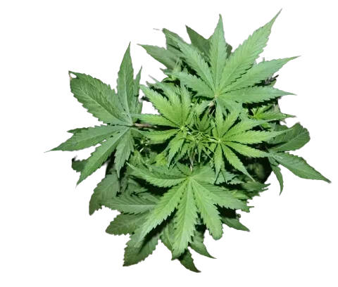 pandora's box cannabis seeds