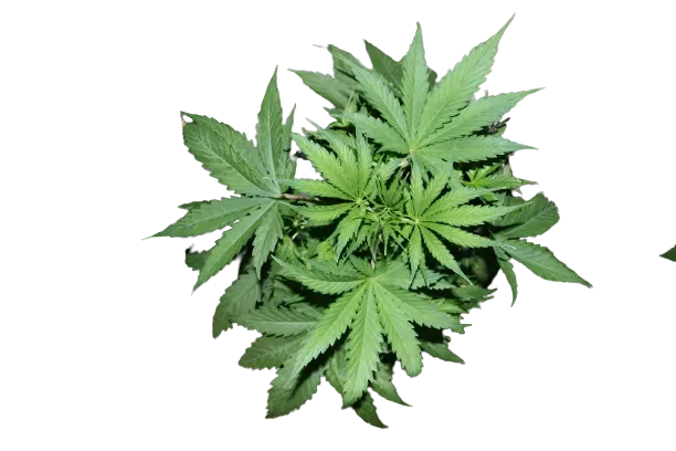 pandora's box cannabis seeds