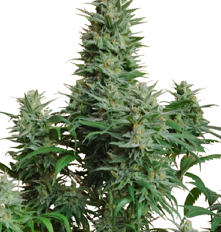 Papaya Cannabis Seeds