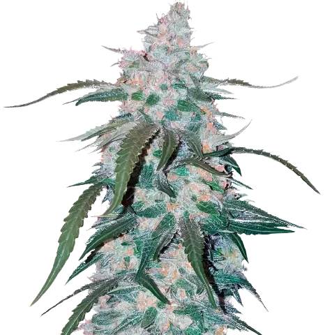 Pineapple Cannabis Seeds