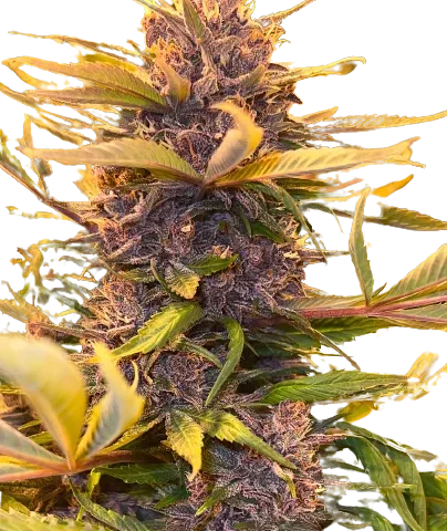 Pink Panther Cannabis Seeds