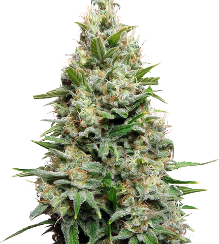 Plushberry cannabis seeds