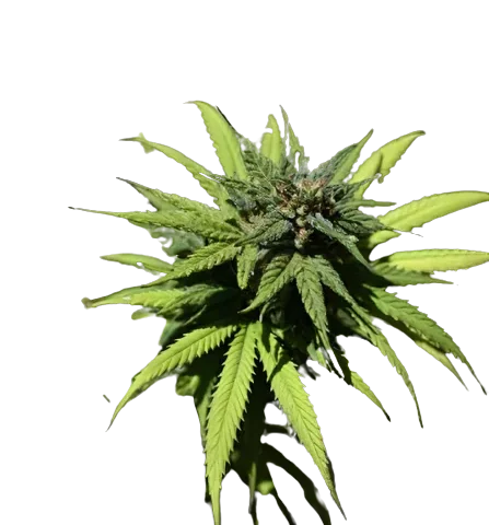 Presidential OG cannabis seeds