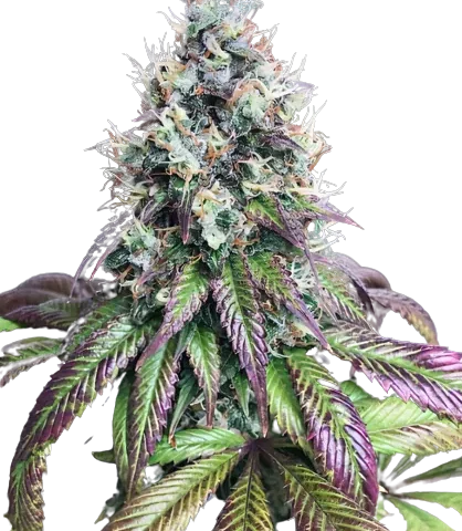 Purple Mr. Nice cannabis seeds