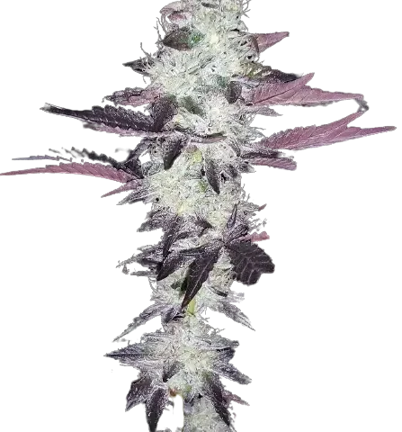 Purple Voodoo cannabis seeds