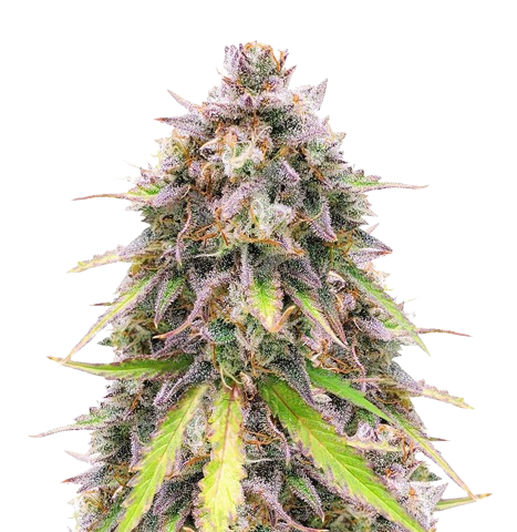 Purple Wreck cannabis seeds