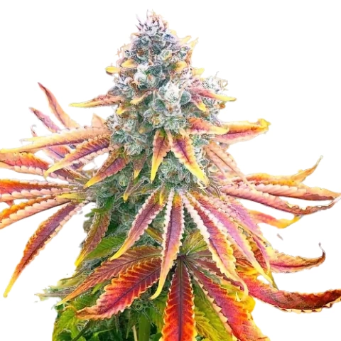 Rainbow Cannabis Seeds