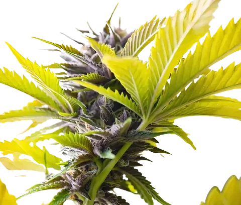 Recon Cannabis Seeds