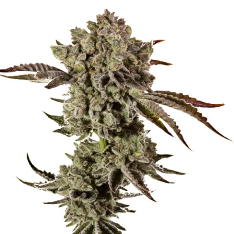 Ringo’s Gift CBD Cannabis Seeds