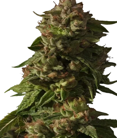 Rollex OG Kush Cannabis Seeds