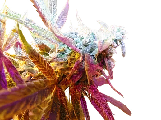 Rug Burn OG Cannabis Seeds