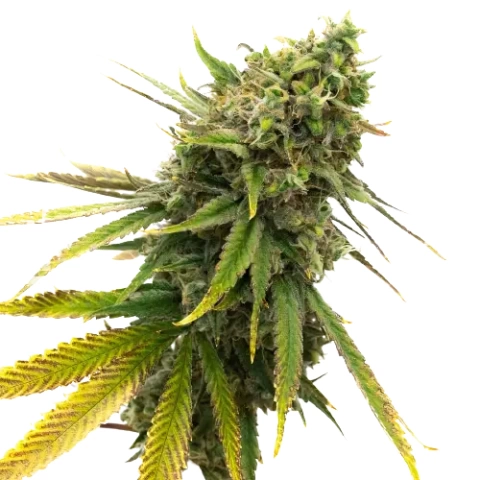 San Fernando Valley Kush Cannabis Seeds