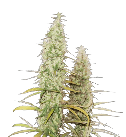 Santa Maria Cannabis Seeds