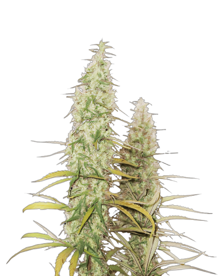 Santa Maria Cannabis Seeds
