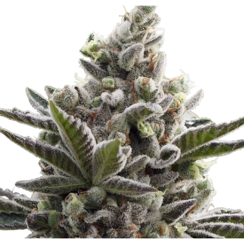 Scott’s OG Cannabis Seeds