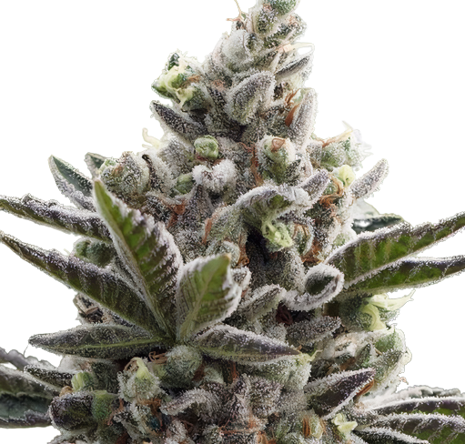 Scott’s OG Cannabis Seeds