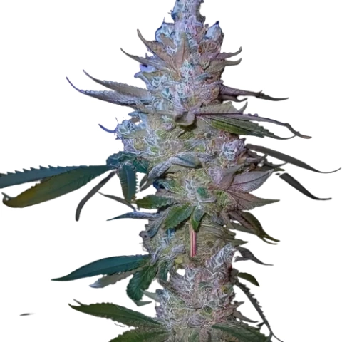 Sensi Star Cannabis Seeds