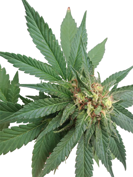Shark Shock Cannabis Seeds