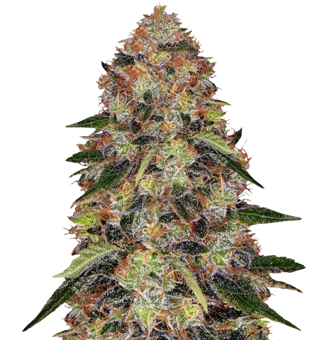 Shishkaberry Cannabis Seeds