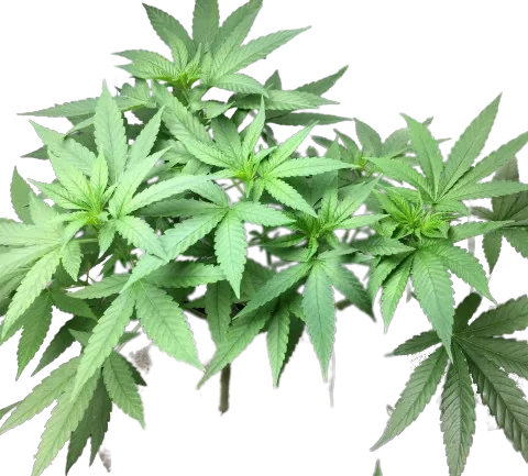 Sister Glue Cannabis Seeds