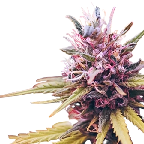 Skunk Cannabis Seeds