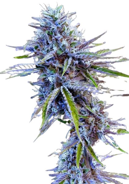 Stardawg Cannabis Seeds