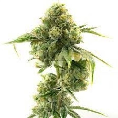 Sticky Dickie Cannabis Seeds