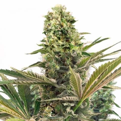 Strawberry Cough Cannabis Seeds