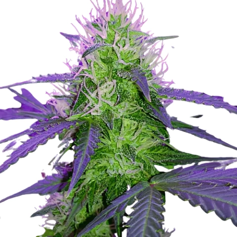 Sugar Black Rose Cannabis Seeds