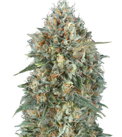 Sunset Sherbet Cannabis Seeds