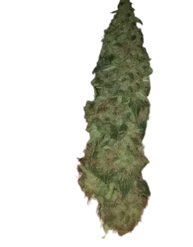 Super Cheese Cannabis Seeds