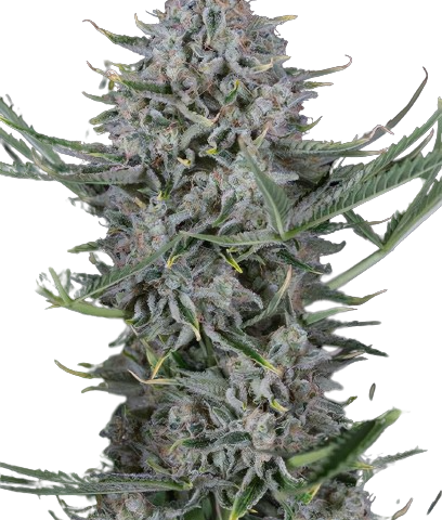 Super Silver Haze Cannabis Seeds