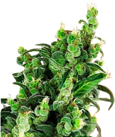 Tangerine Kush Cannabis Seeds