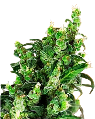 Tangerine Kush Cannabis Seeds