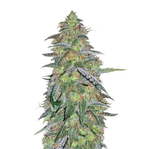 Tangilope Cannabis Seeds