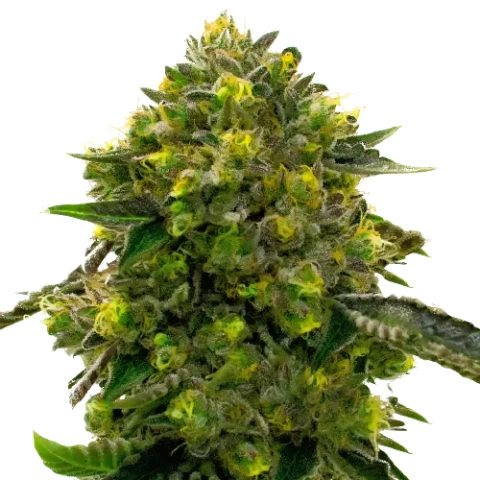 The Big Stink Cannabis Seeds
