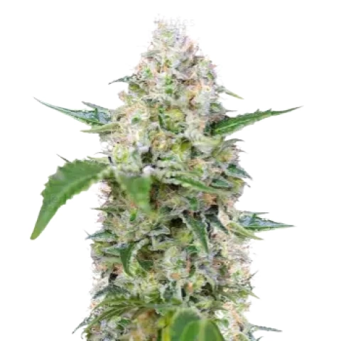 The Hog Cannabis Seeds