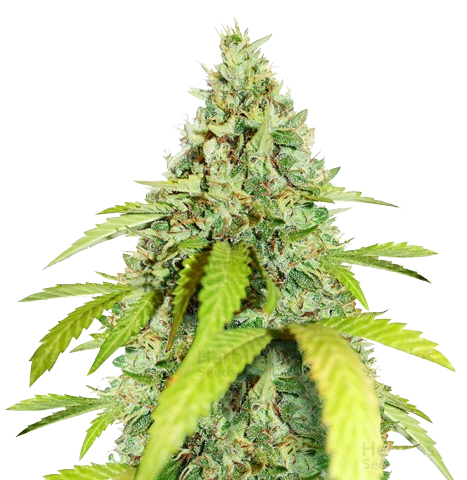 Thin Mint GSC Cannabis Seeds