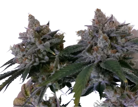 Tora Bora Cannabis Seeds
