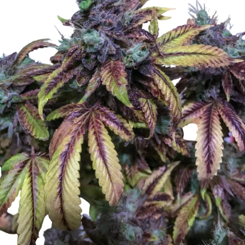 Tuna Kush Cannabis Seeds