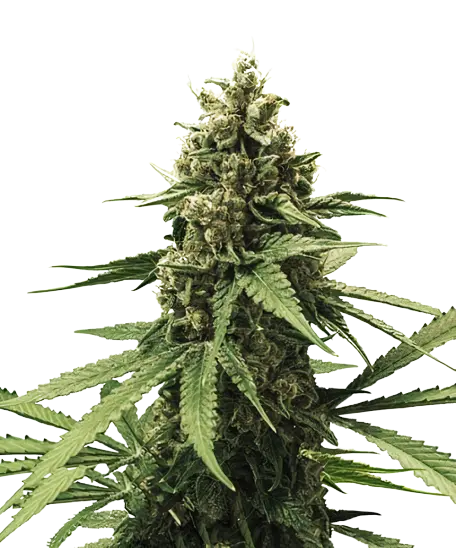 White Rhino Cannabis Seeds