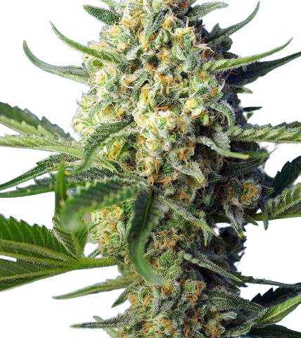 Wonder Woman Cannabis Seeds