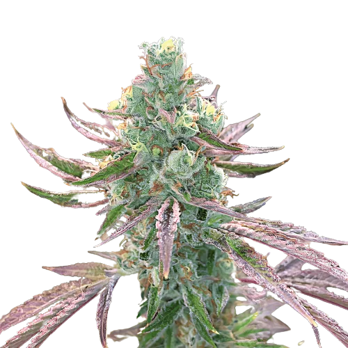 Yumboldt Cannabis Seeds