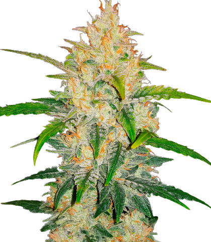 Zkittlez Cannabis Seeds