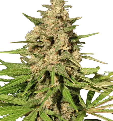 Afghani Bullrider Cannabis Seeds
