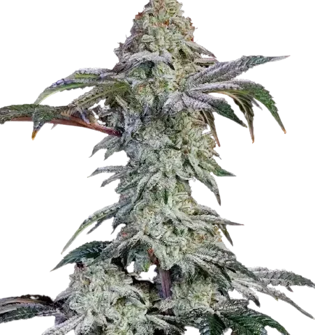 Agent Tangie Cannabis Seeds